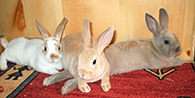 Mini Rex